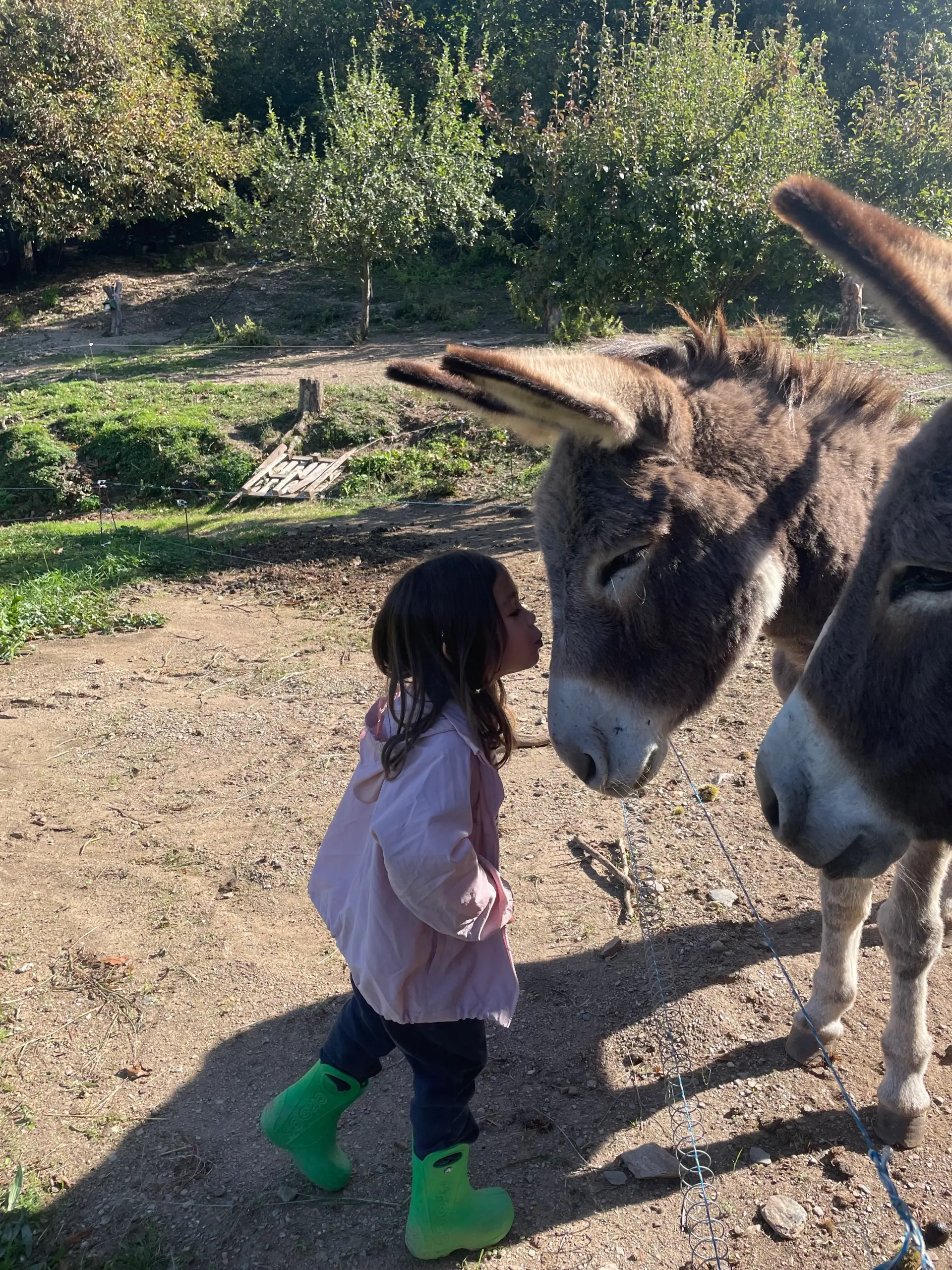 Compagnie des ânes et animaux de la ferme de la Frégère Basse dans les Cévennes