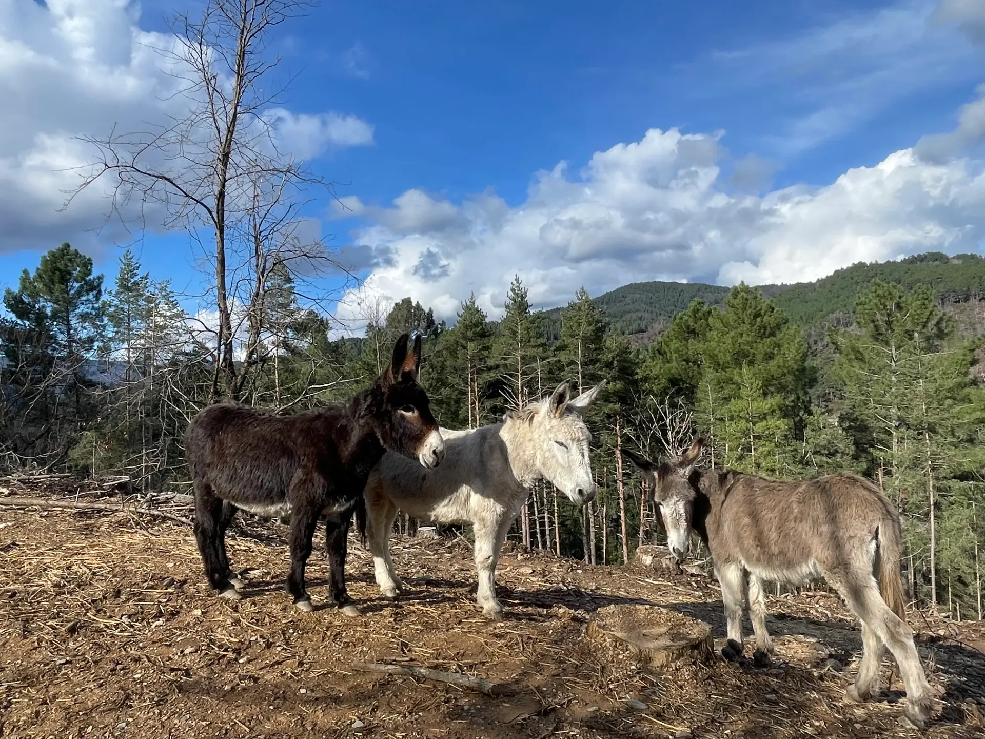Randonnée avec âne dans les Cévennes, paysage cévenol